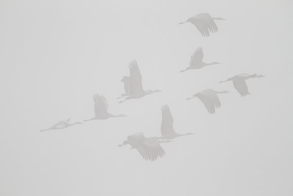 C7D_7244a