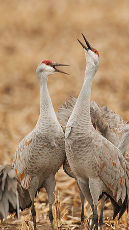 7D2_9832a