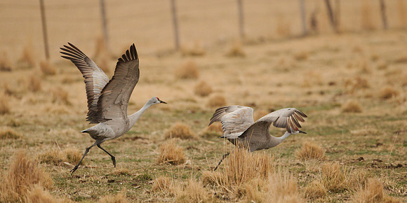 7D2_9487a
