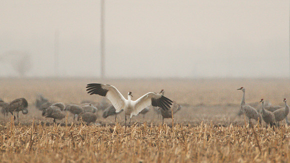 7D2_0883a