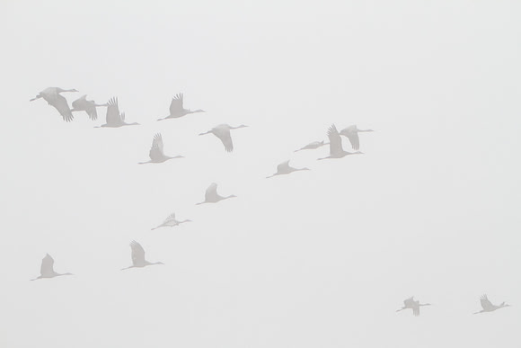 C7D_7252a