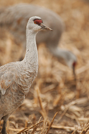 7D2_9585a