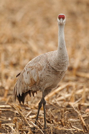 7D2_9755a