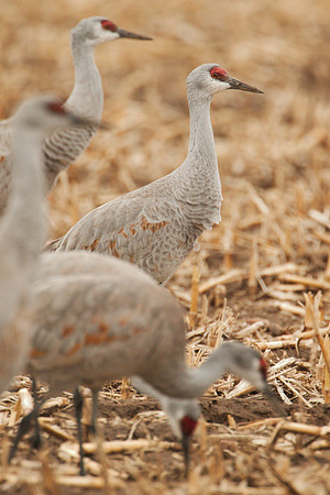 7D2_9805a