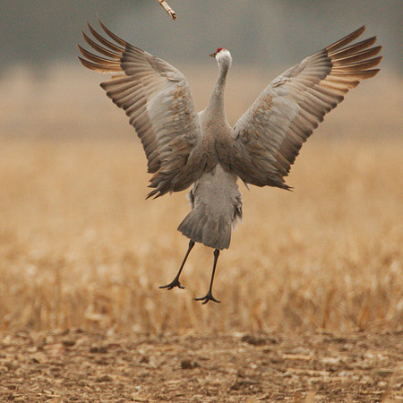 7D2_9927a