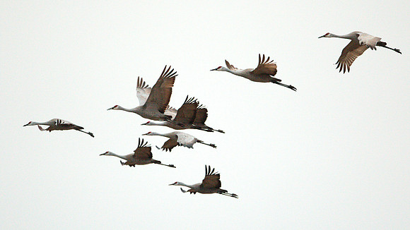 7D2_7832a