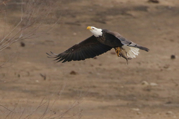 7D2_4649a