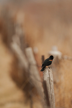 7D2_9547a