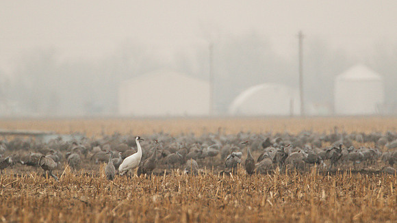 7D2_0933a