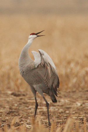 7D2_9934a