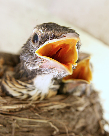 Feed Me!