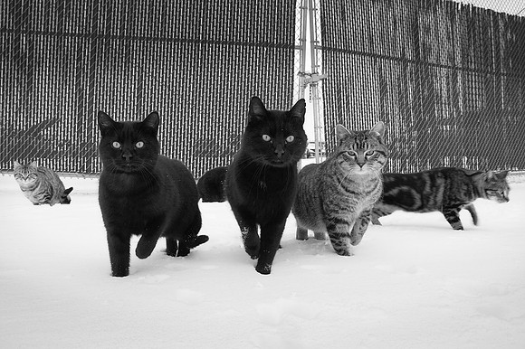 Rat Patrol