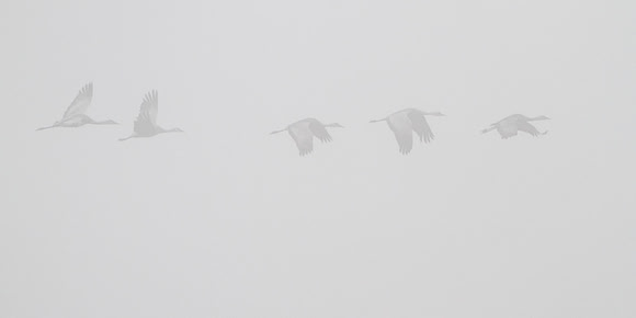 C7D_7278a