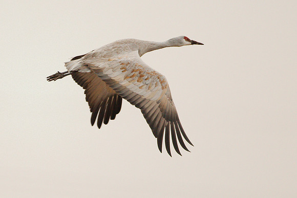 7D2_9452a