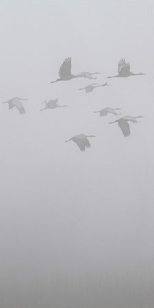 C7D_7182a