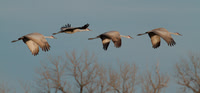 C7D_5793a