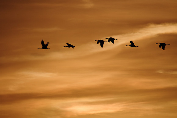 C7D_6434a