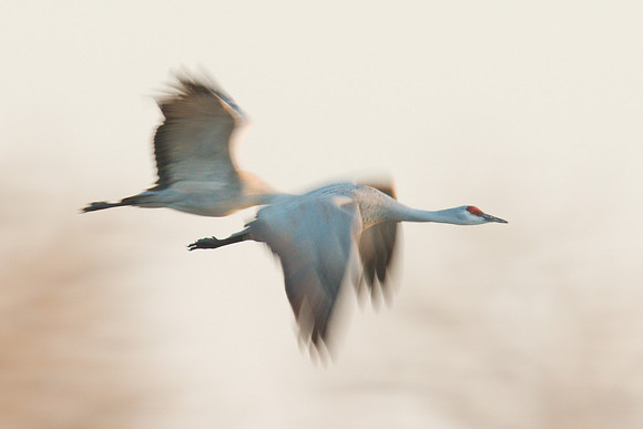 7D2_9362a
