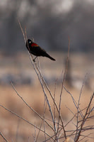 C7D_5468a