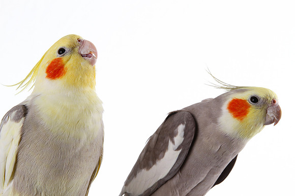 IMG_2708b