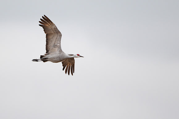 7D2_5825a