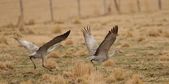 7D2_9488a