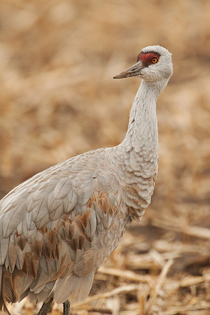 7D2_9662a
