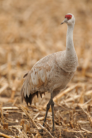 7D2_9754a