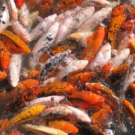 Feeding Frenzy