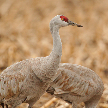 7D2_9752a