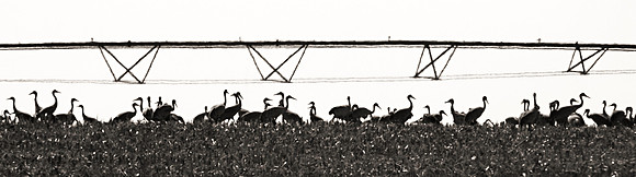 Outstanding in Their Field 3:1