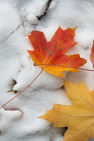 Early Snow 2