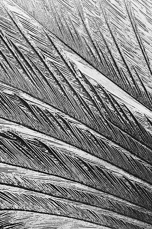 Frosty Engraving
