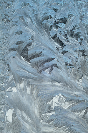 Frosty Foliage (tight)